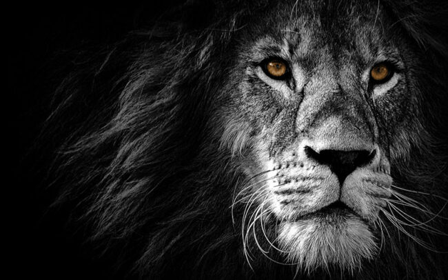 Lion-12